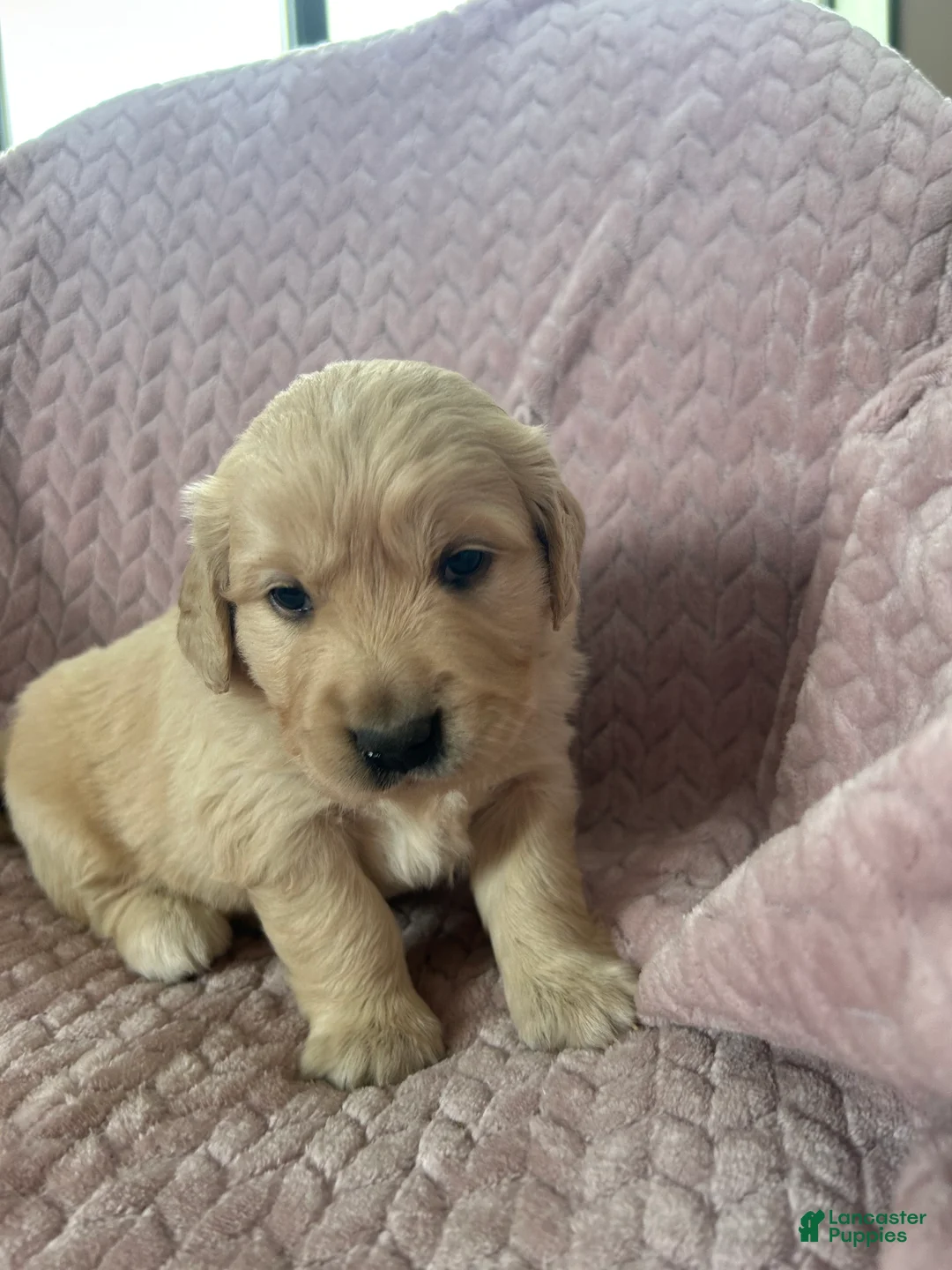 Golden Retriever dogs for sale: Muffin - Ad 6
