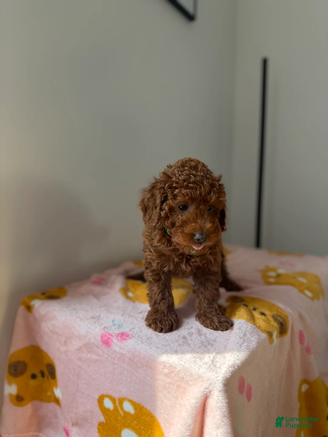 Toy Poodle dogs for sale: Heather - Ad 1