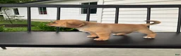 Puggle dogs for sale: Sasha - Ad 5