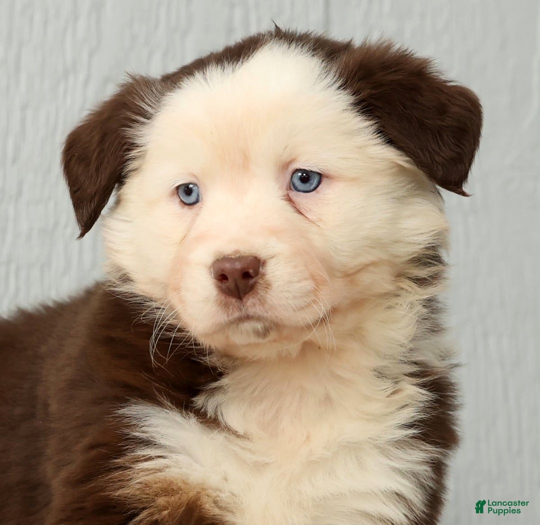 Australian Shepherd dogs for sale: Elisa - Ad 9