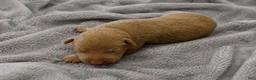 Doberman Pinscher dogs for sale: Zuriel - Ad 1