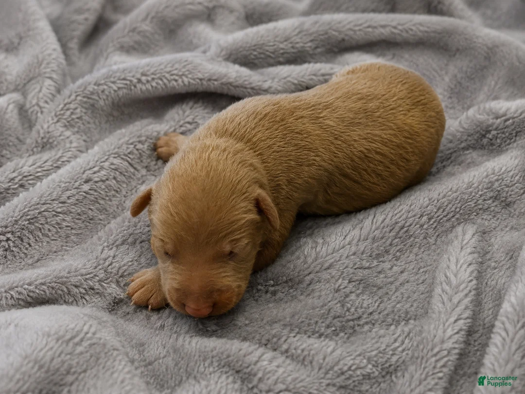 Doberman Pinscher dogs for sale: Zuriel - Ad 1