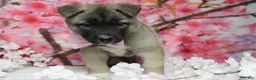 Akita dogs for sale: Braeburn - Ad 11