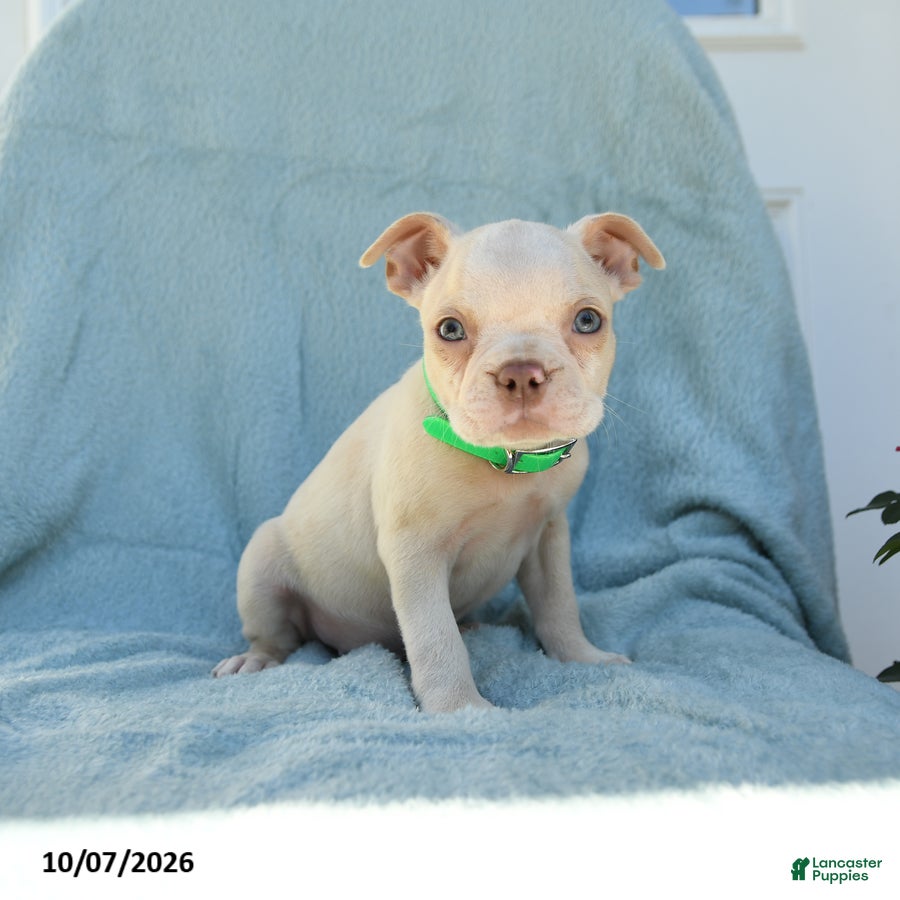 Boston Terrier dogs Tarzan - Ad 1
