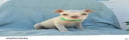 Boston Terrier dogs for sale: Tarzan - Ad 1