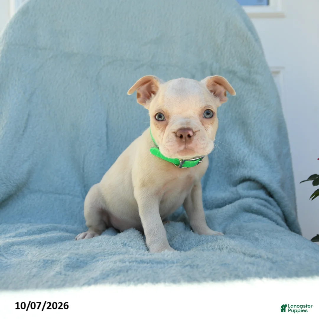 Boston Terrier dogs for sale: Tarzan - Ad 1