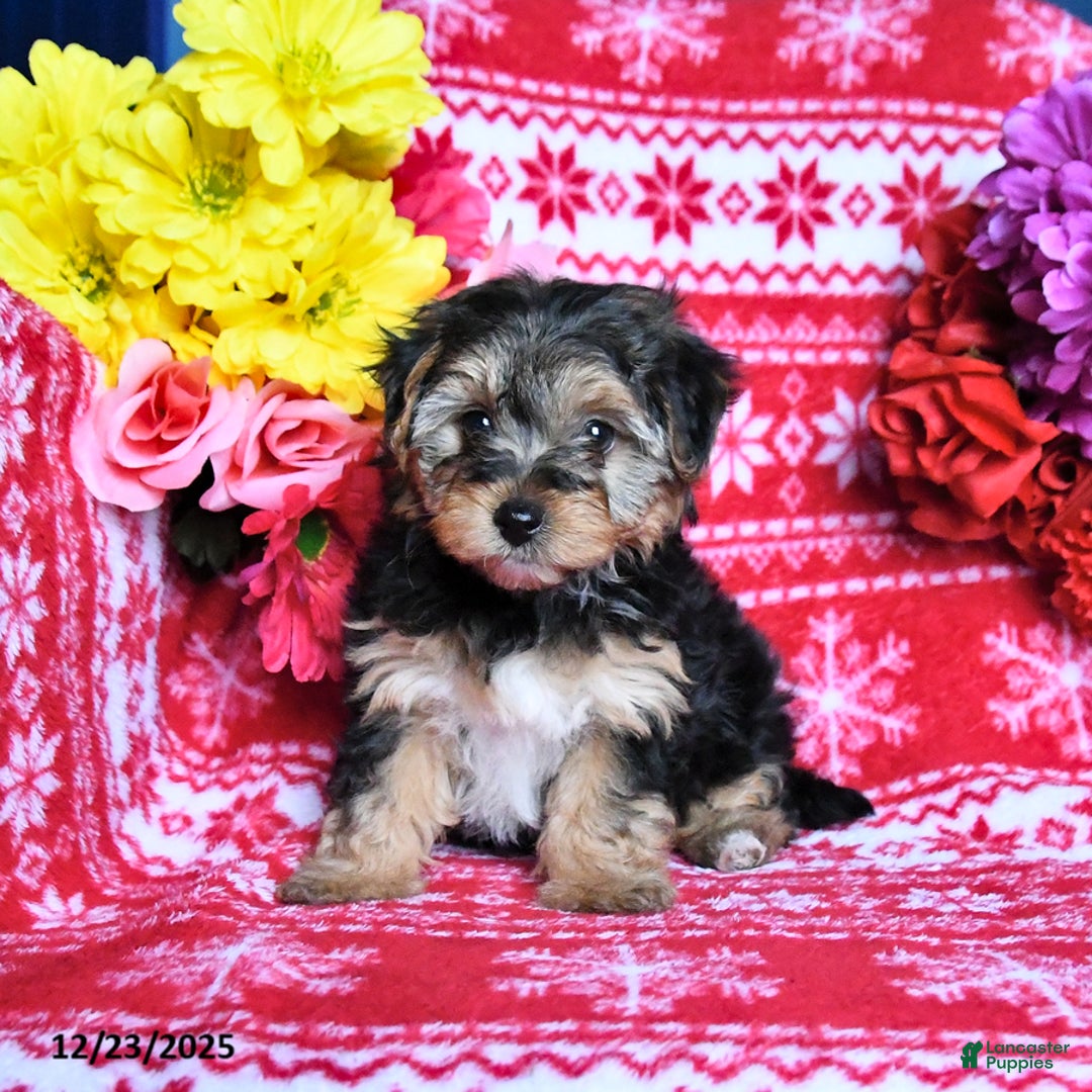 Yorkiepoo dogs for sale: Holly - Ad 3
