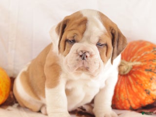 Mixed Breed dogs - Ad 18