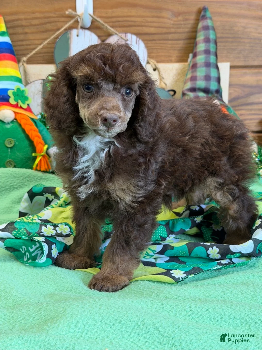 Miniature Poodle dogs for sale: Twix - Ad 3