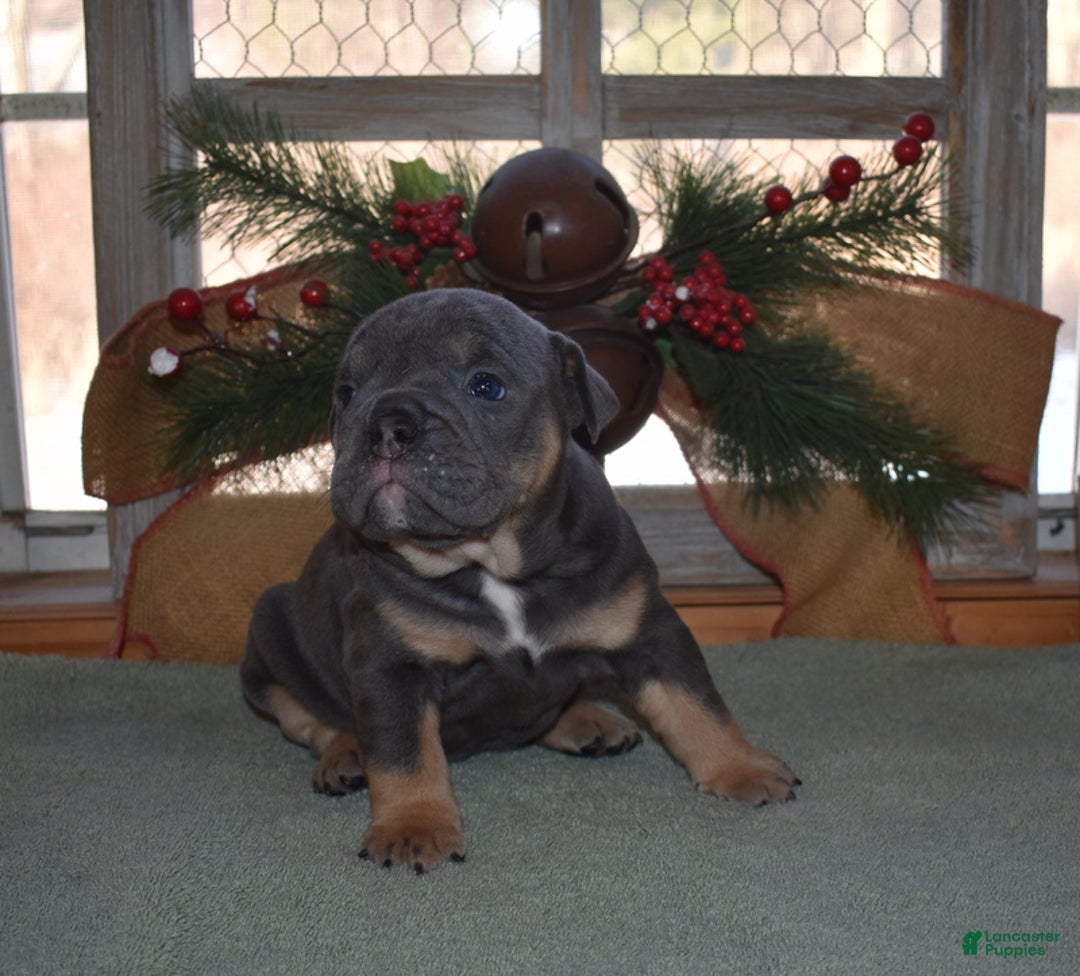 Olde English Bulldogge dogs for sale: Olde English Bulldogge Cricket - Ad 1