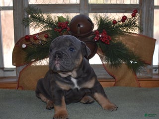 Olde English Bulldogge dogs Olde English Bulldogge Cricket - Ad 20