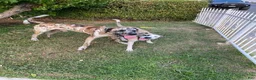 Mixed Breed dogs for sale: Harleyquin Male - Ad 8