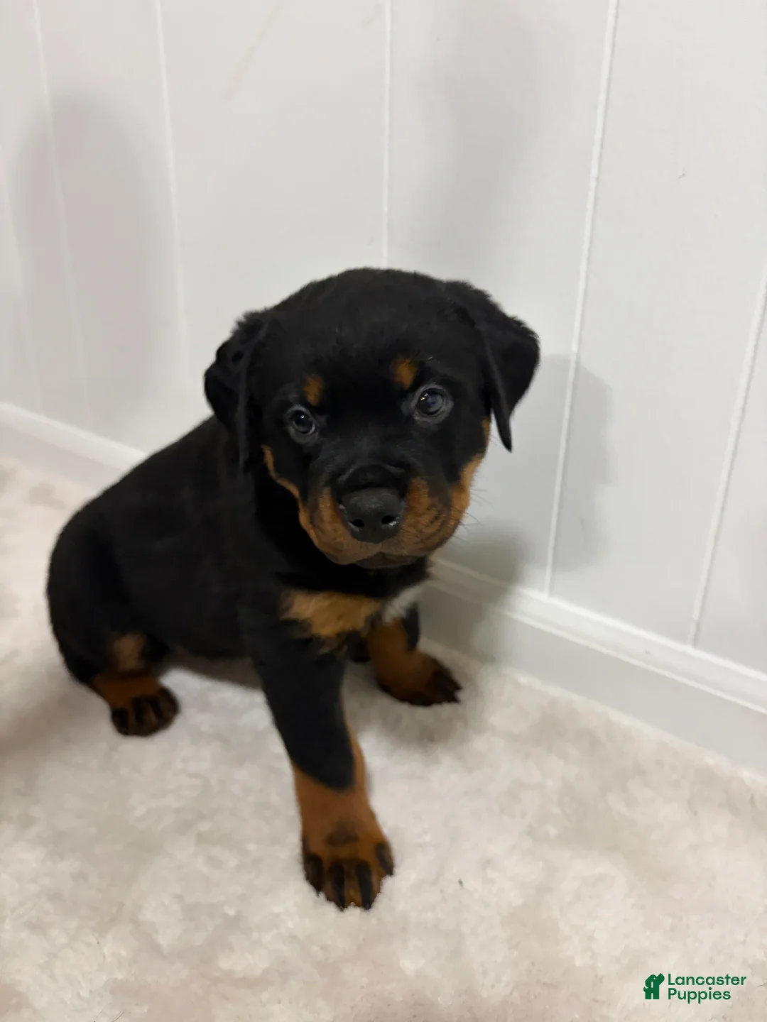 Rottweiler dogs for sale: Lucy - Ad 3