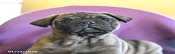 Frug dogs for sale: Tank - Ad 2