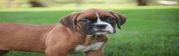 Boxer dogs for sale: Dahlia - Ad 1