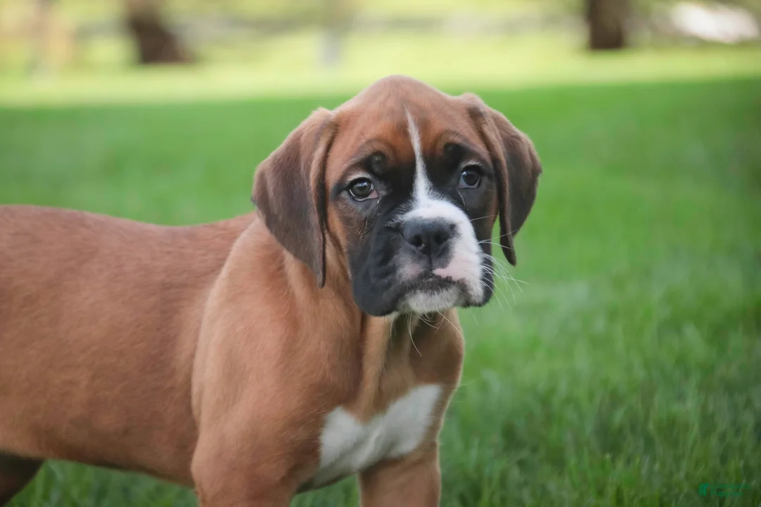 Boxer dogs for sale: Dahlia - Ad 1