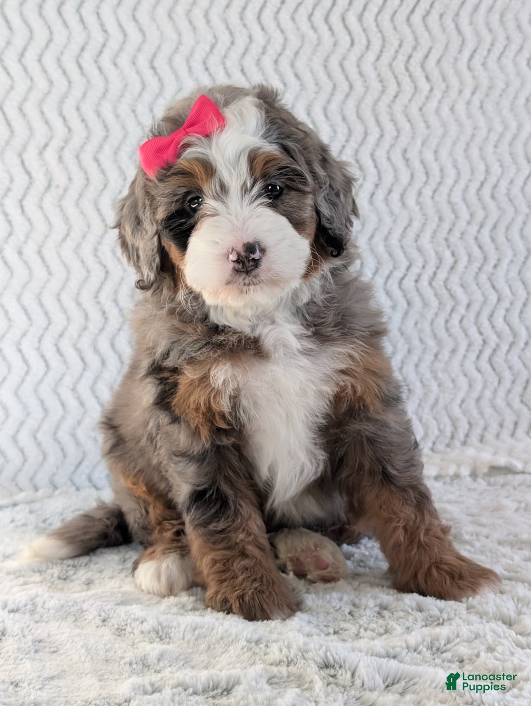 Mini Bernedoodle dogs for sale: Mini Sadie  - Ad 7