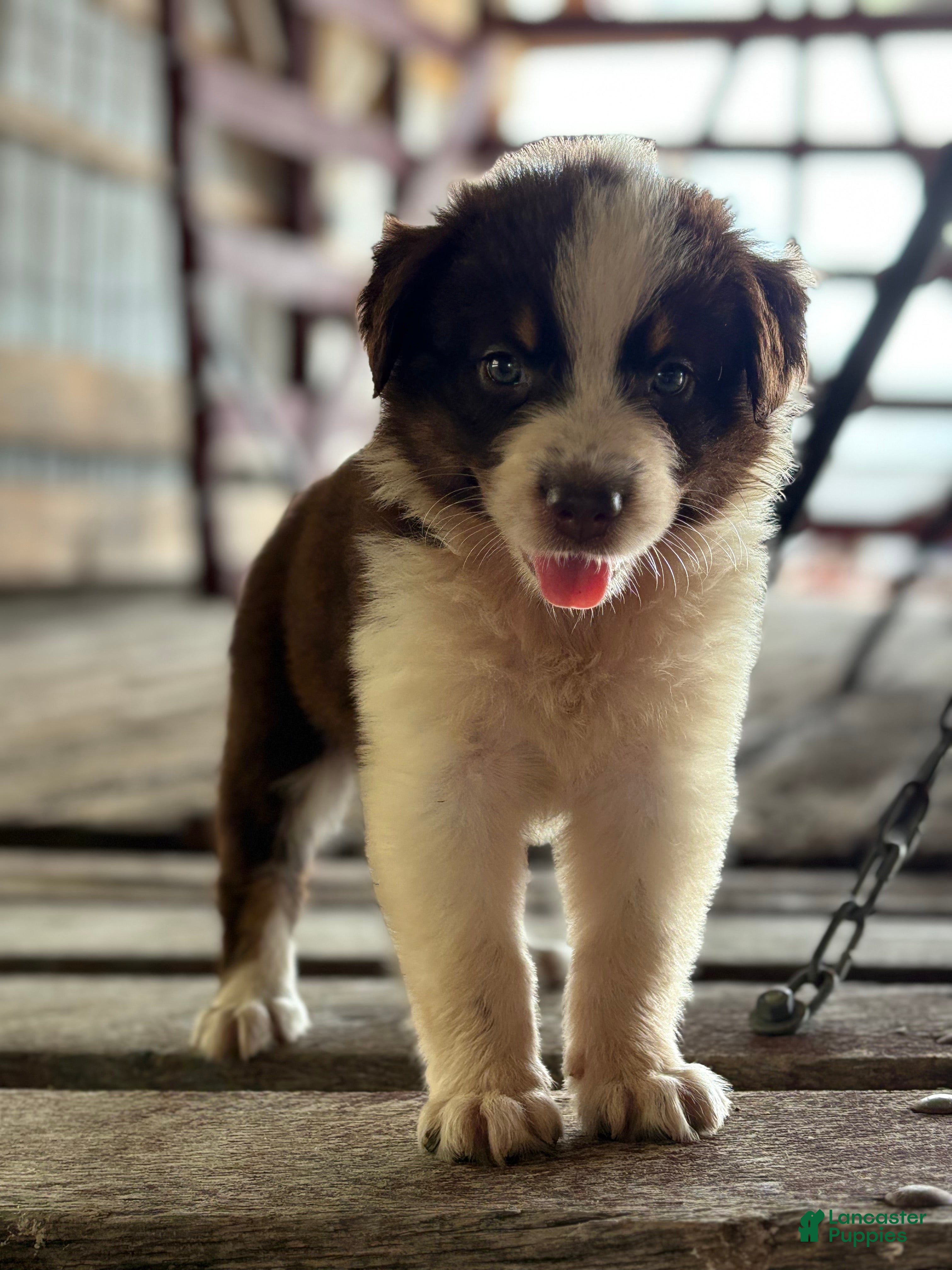 Australian Shepherd dogs Clay - Ad 2