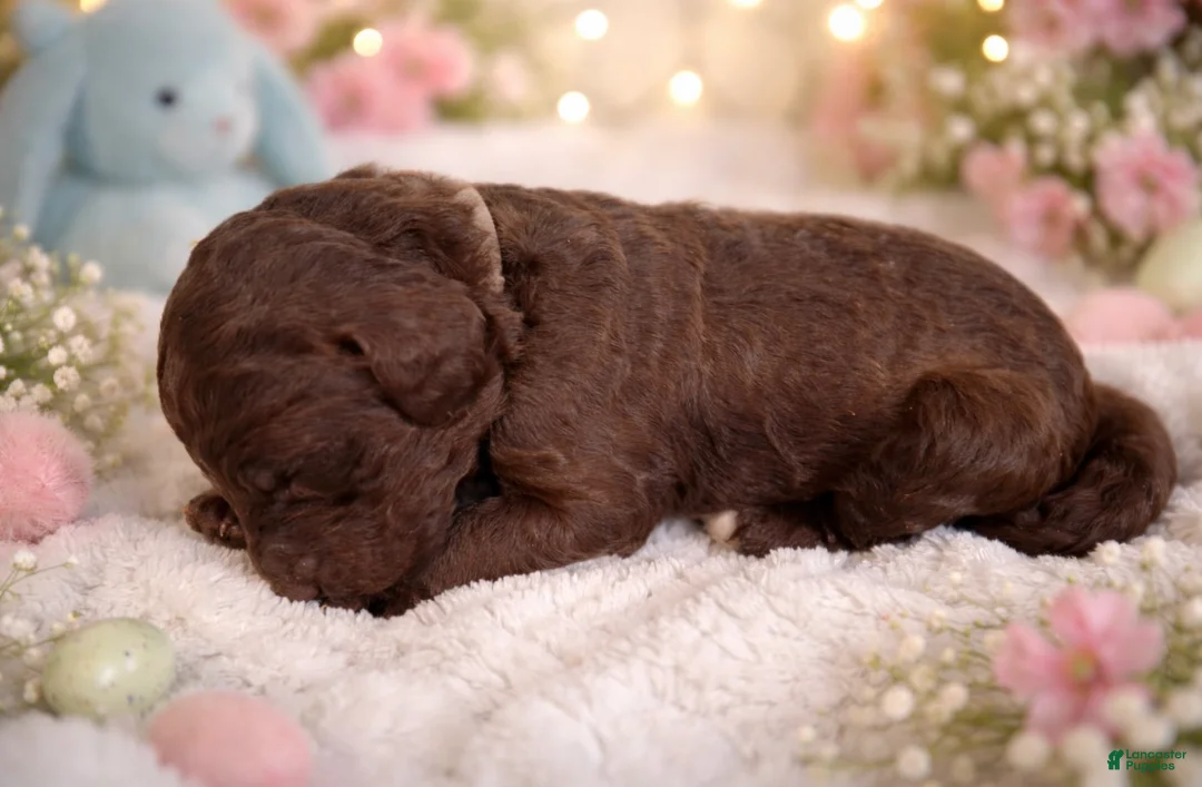 Standard Poodle dogs for sale: Oreo  - Ad 4