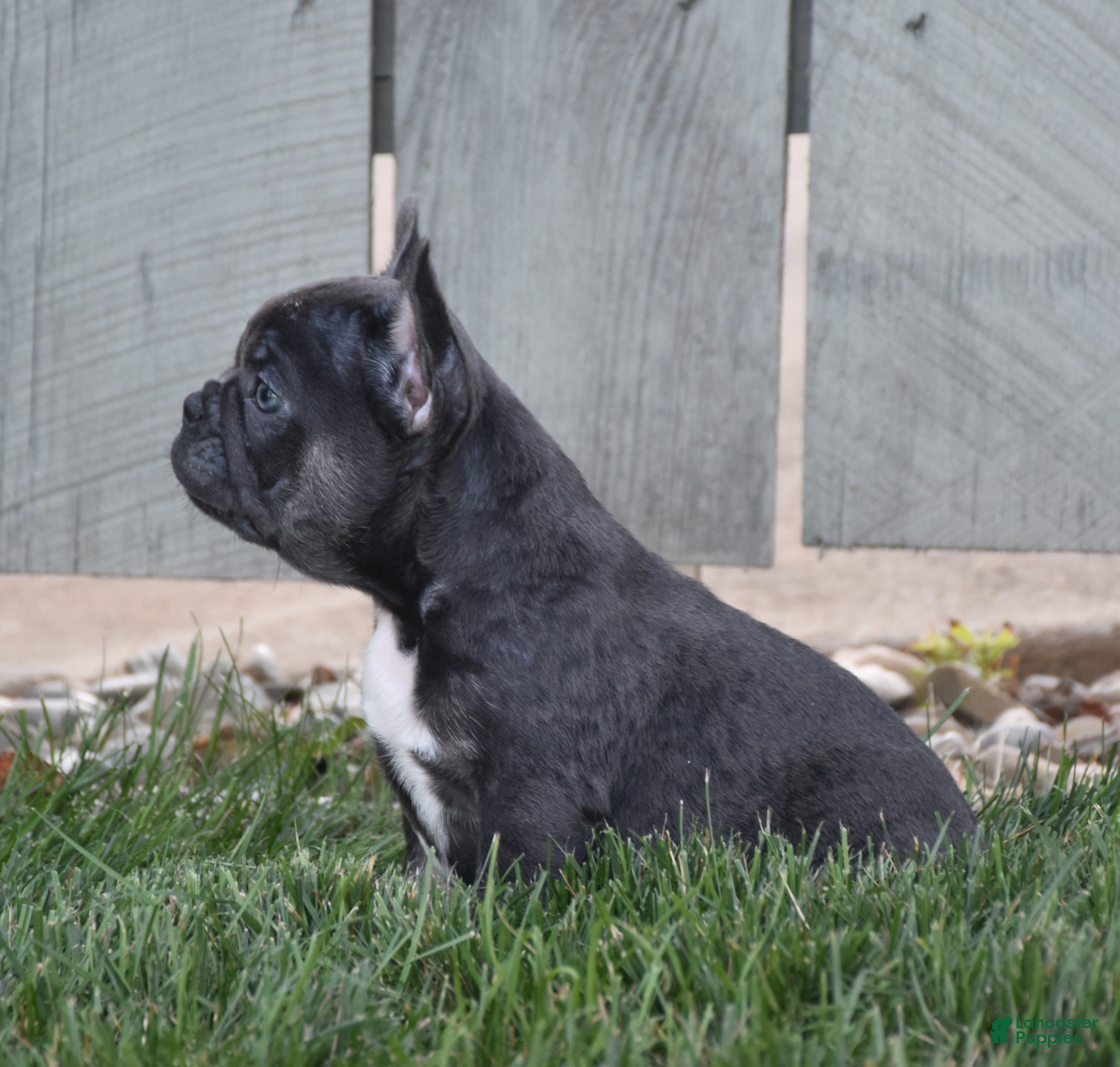 French Bulldog dogs Ford - Ad 2