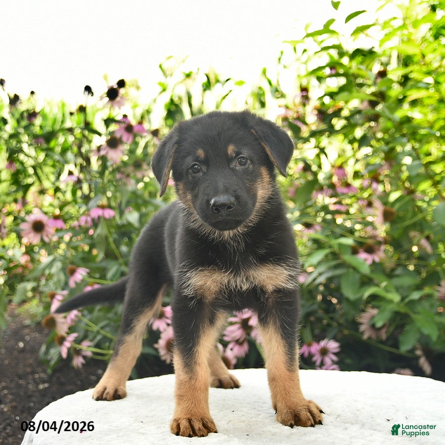 German Shepherd dogs Lightning - Ad 1
