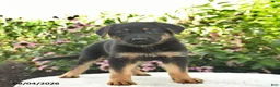 German Shepherd dogs for sale: Lightning - Ad 1