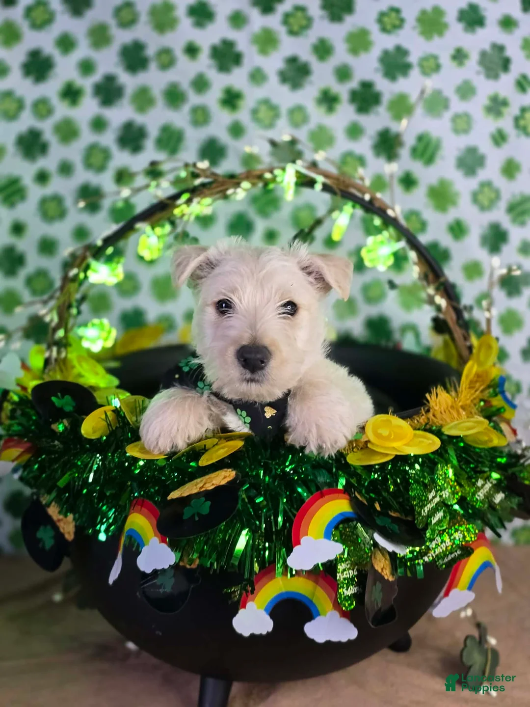Scottish Terrier dogs for sale: Scottish Terrier Puppy 3 - Ad 1