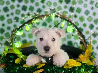 Scottish Terrier dogs Scottish Terrier Puppy 3 - Ad 5