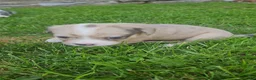 Mixed Breed dogs for sale: Eva - Ad 1