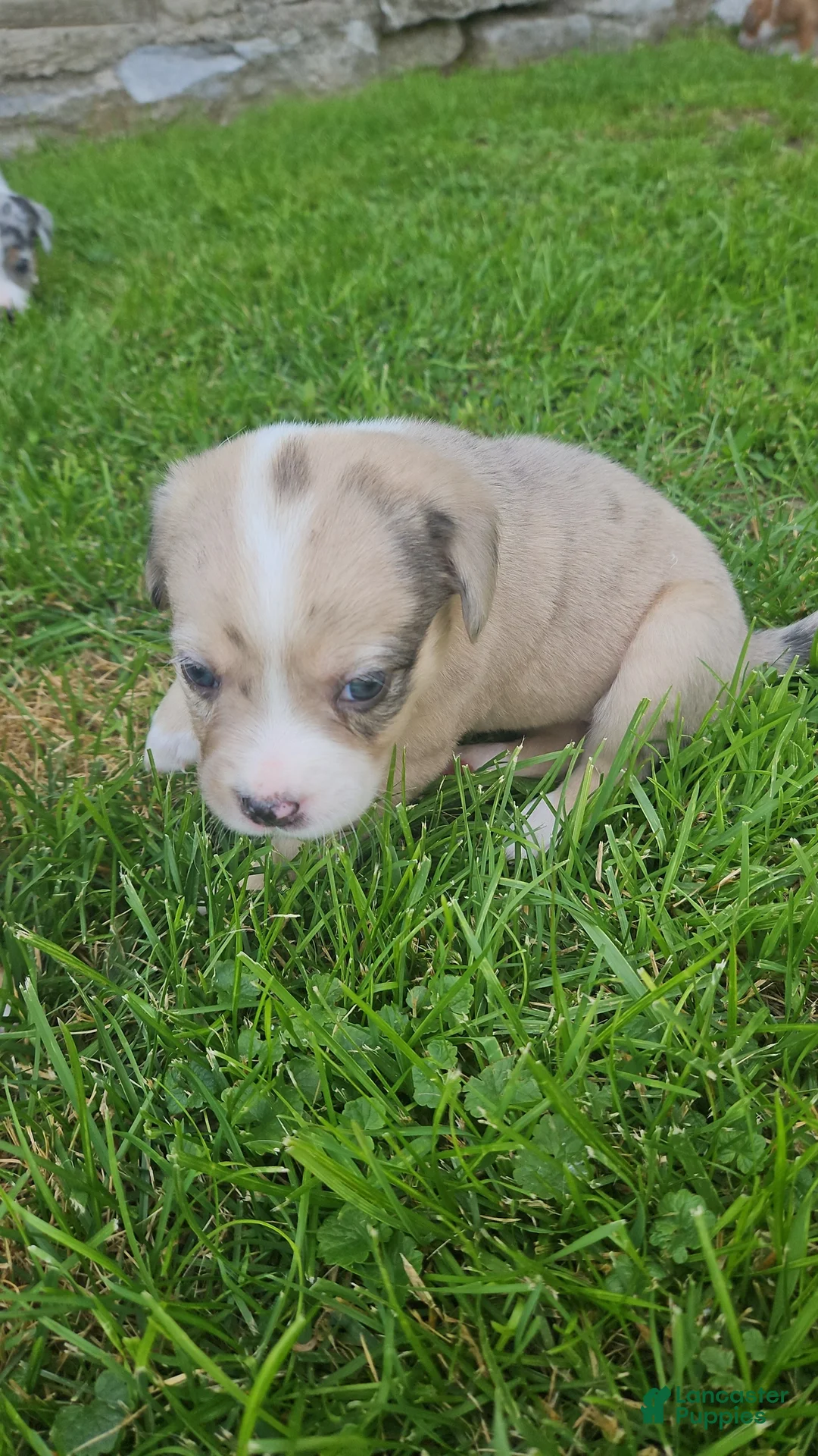Mixed Breed dogs for sale: Eva - Ad 1