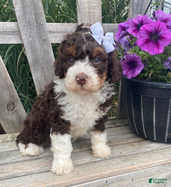 Mini Bernedoodle dogs Katie - Ad 1