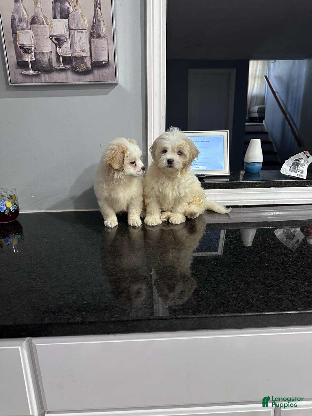 Pomapoo dogs for sale: Pomapoo Puppy 2 - Ad 4