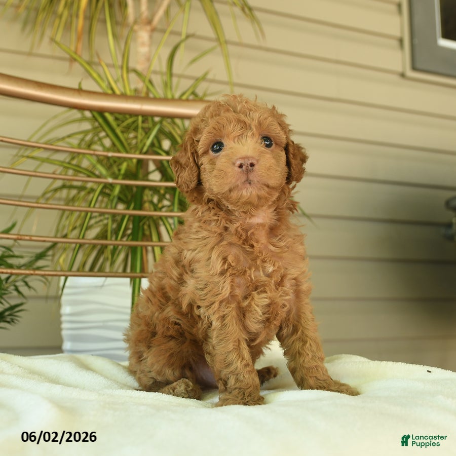 Miniature Poodle dogs for sale: Mikki - Ad 3