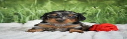 Miniature Dachshund dogs for sale: AKC Silas - Ad 3