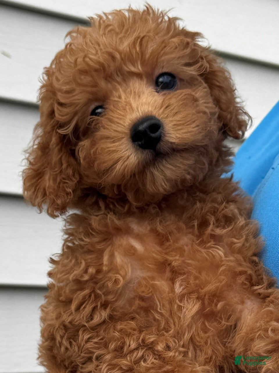 Miniature Labradoodle dogs Finn - Ad 2