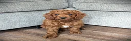 Cavapoo dogs for sale: Toby - Ad 4