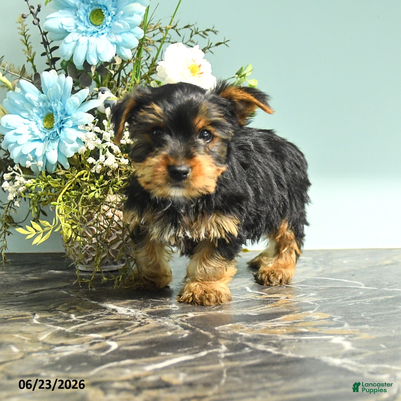 Yorkshire Terrier dogs Roy  - Ad 2
