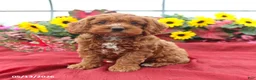 Cockapoo dogs for sale: Handsome - Ad 4