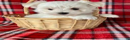 Maltese dogs for sale: Bandit - Ad 2