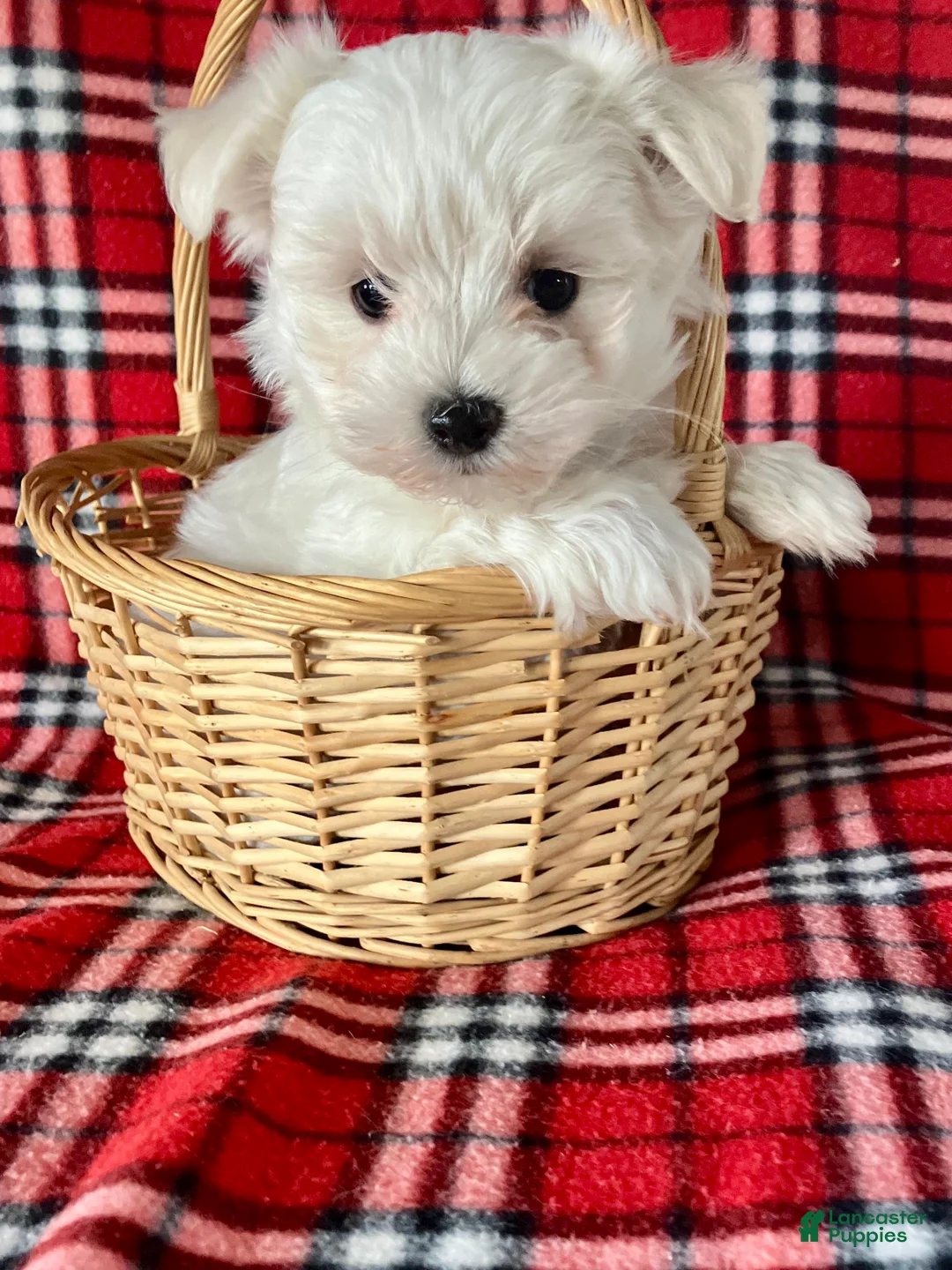Maltese dogs for sale: Bandit - Ad 2