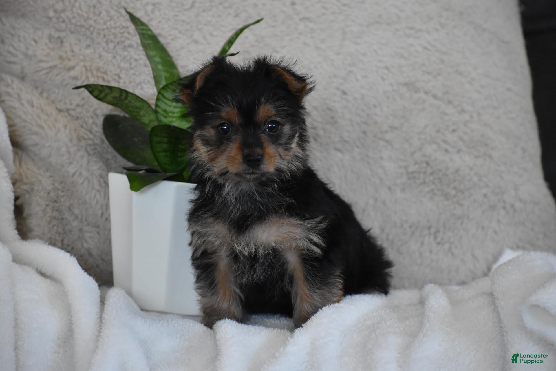 Yorkshire Terrier dogs Olivia - Ad 2