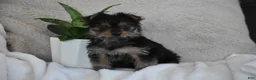 Yorkshire Terrier dogs for sale: Olivia - Ad 2