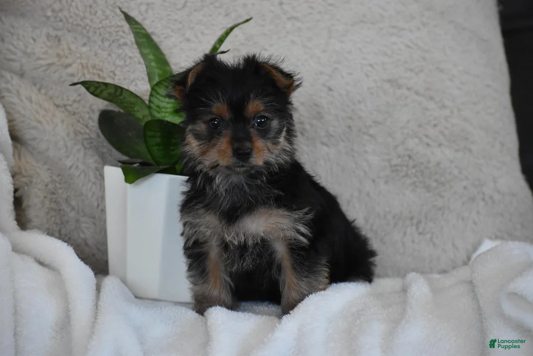 Yorkshire Terrier dogs for sale: Olivia - Ad 2