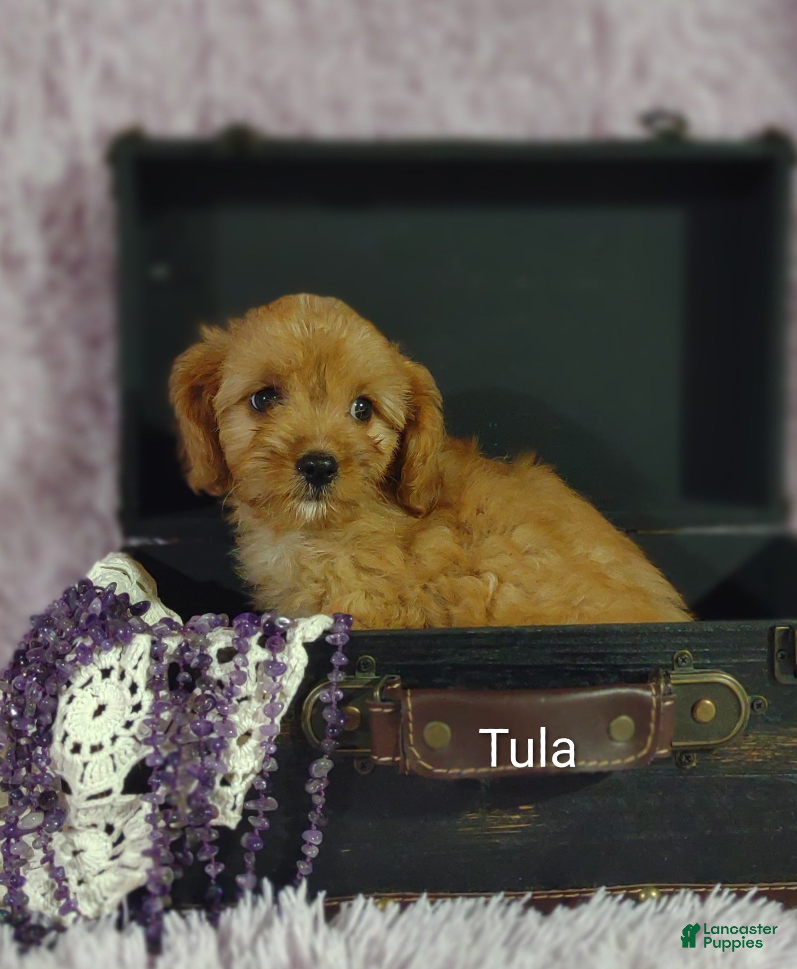 Cavapoo dogs Cavapoo 6 Tula - Ad 2
