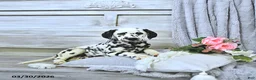Dalmatian dogs for sale: Skye - Ad 2