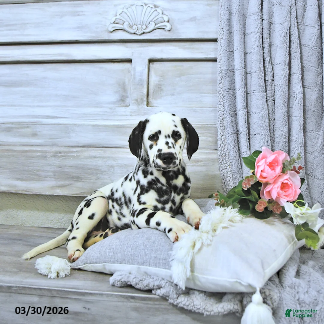 Dalmatian dogs for sale: Skye - Ad 2