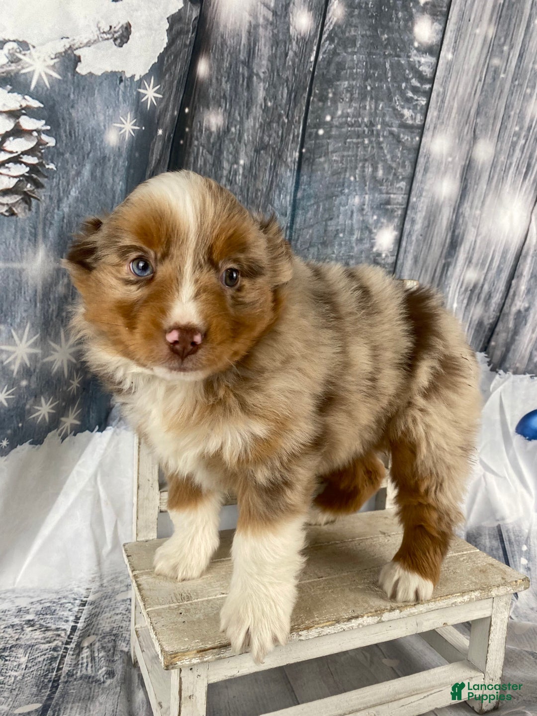 Australian Shepherd dogs for sale: Nova - Ad 10