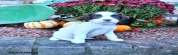 English Springer Spaniel dogs for sale: Angel - Ad 5