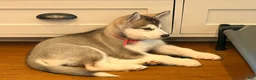 Mixed Breed dogs for sale: Miss Pink - Ad 5