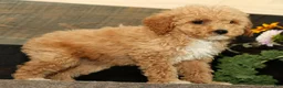Miniature Poodle dogs for sale: Lizzy - Ad 3